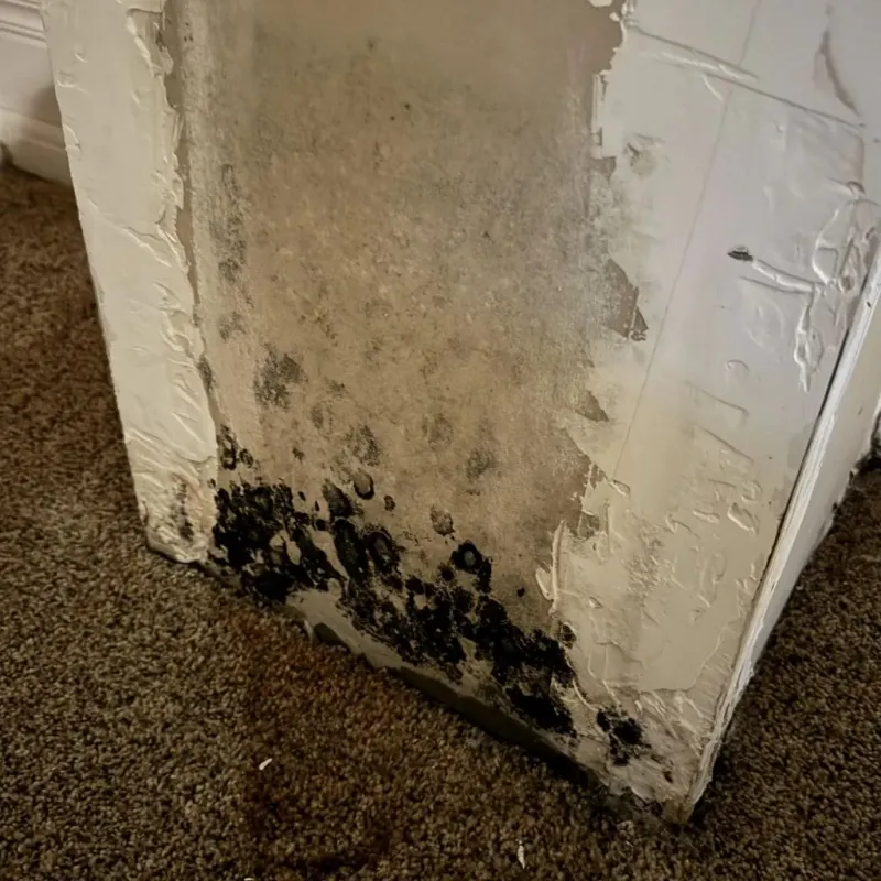 Professional Mold Removal in Canyonville, OR